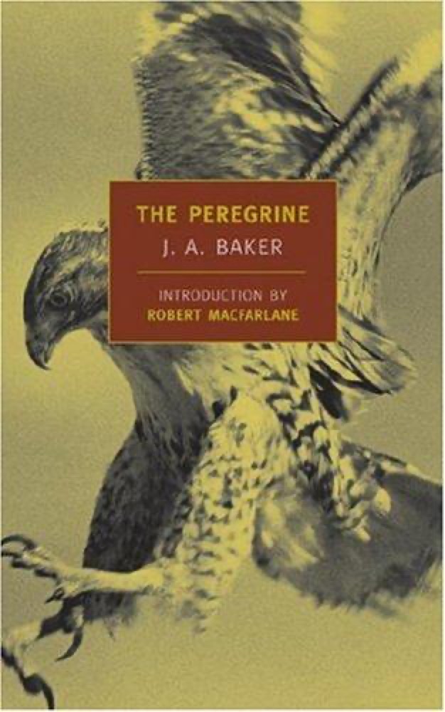 The Peregrine